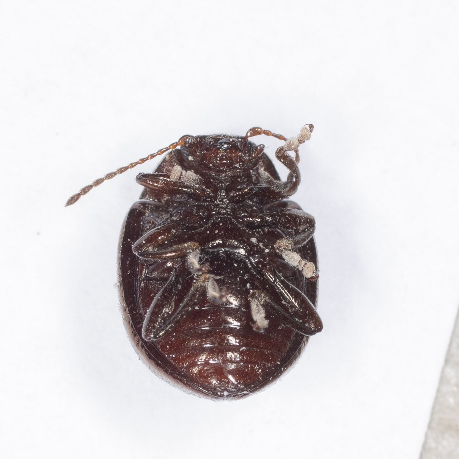 Chrysomelidae: Chrysolina crassicollis?